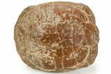 Adorable, Inflated Fossil Tortoise (Stylemys) - South Dakota #373011-6